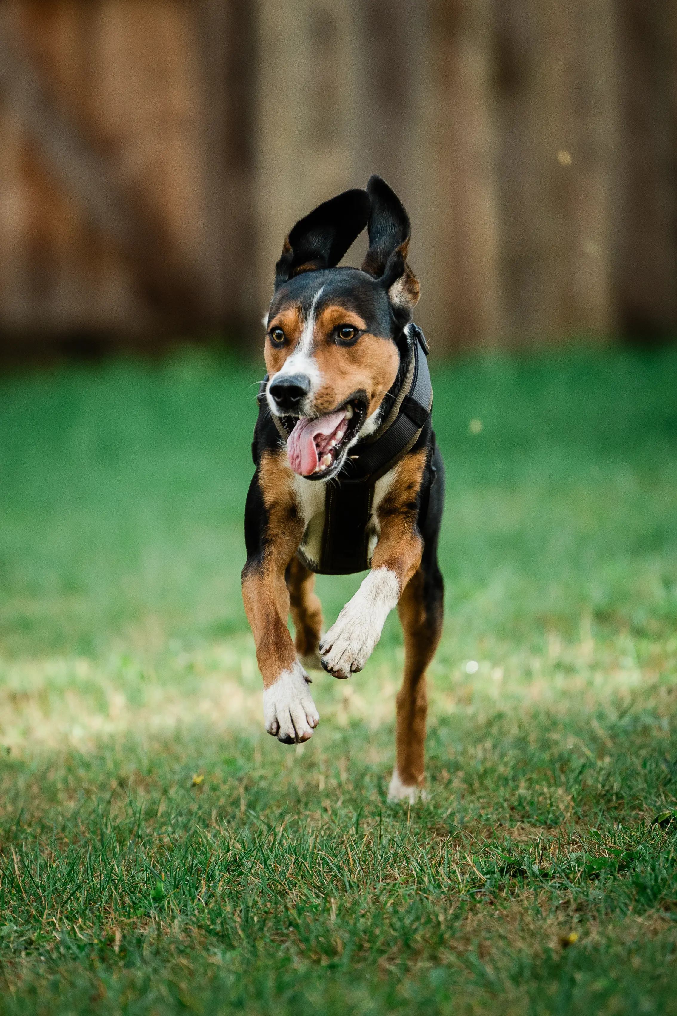 Tierfotografie spielender hund hund portrait schleswig